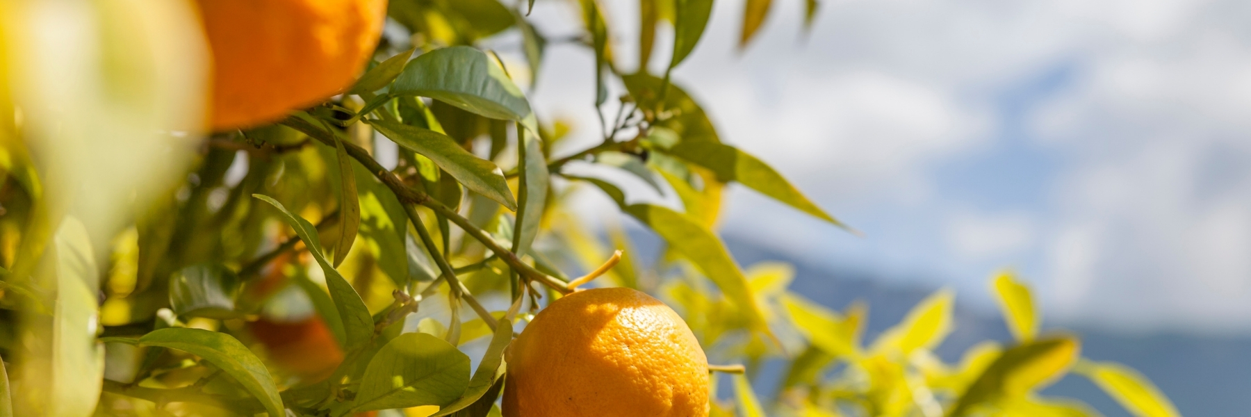 Orange Grove on Confiscated Land (Italy)